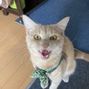 むぎ