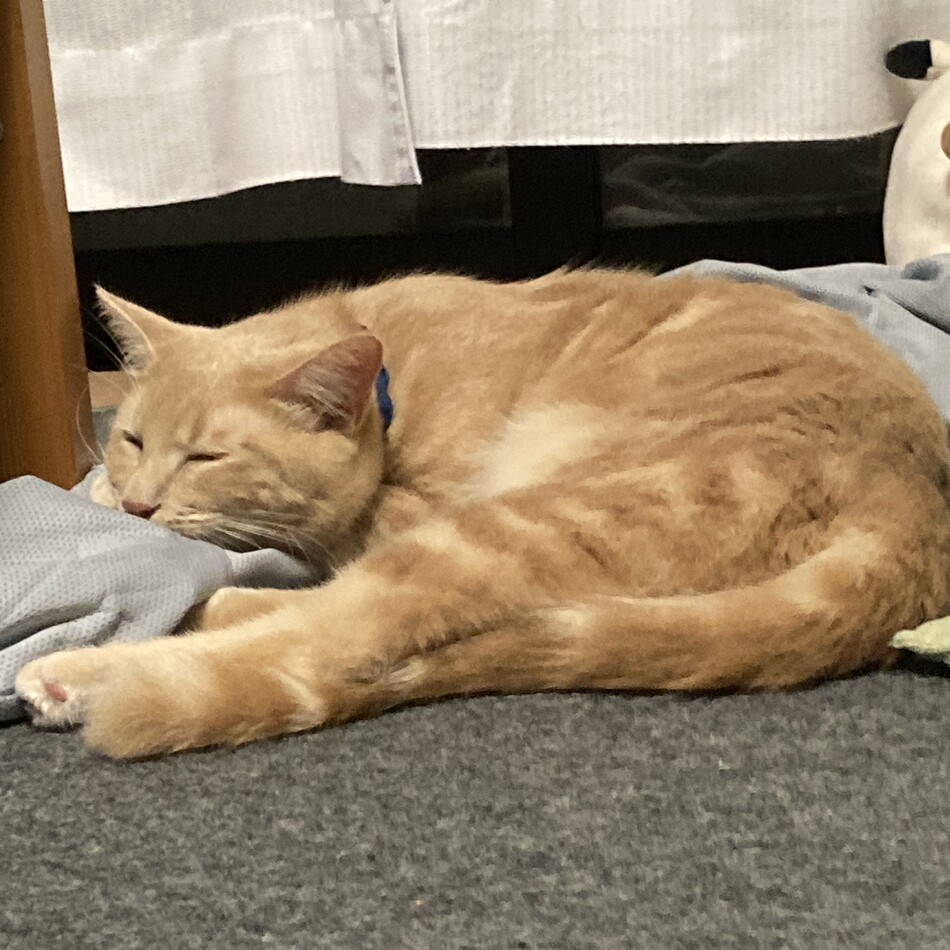むぎのカバー写真