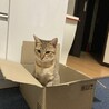 ゆず