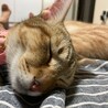 の写真