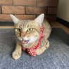 の写真
