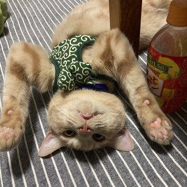 の写真