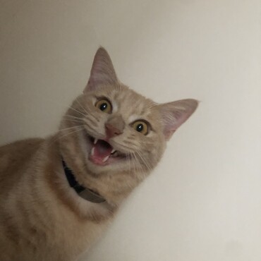 の写真