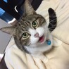 の写真