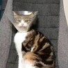 の写真