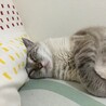 の写真