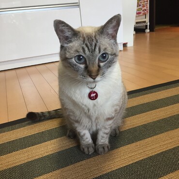 はなの写真