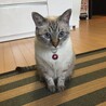 の写真