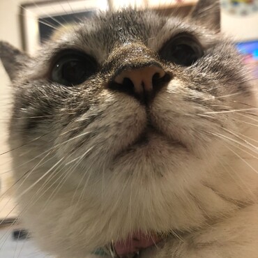 はなの写真