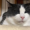 多頭飼い崩壊現場からの保護猫③白黒ゆめちゃんメス