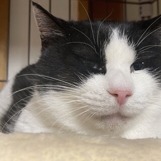 多頭飼い崩壊現場からの保護猫③白黒ゆめちゃんメス