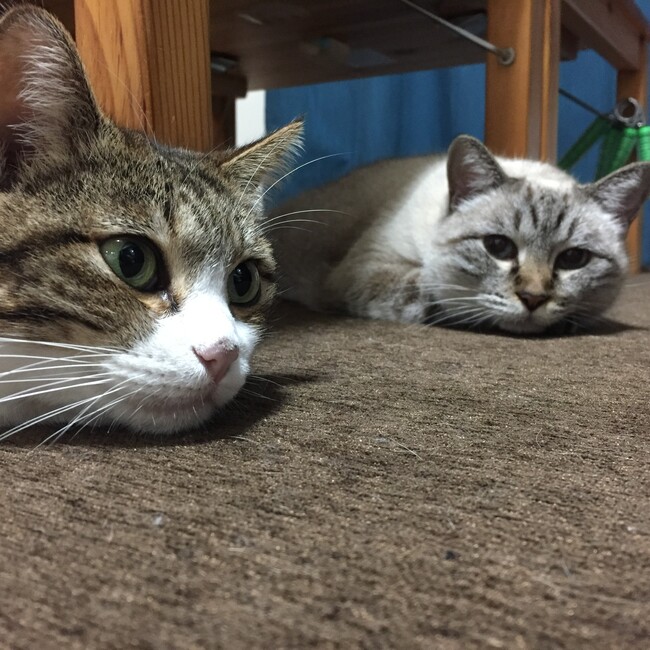 はなうりのカバー写真