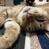 の写真