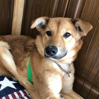 「ねね」女の子