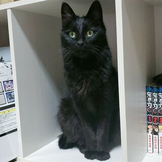 里親募集中です