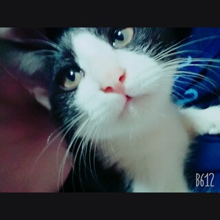 里親募集中です