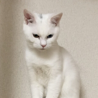 オッドアイの男の子