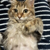 ちび