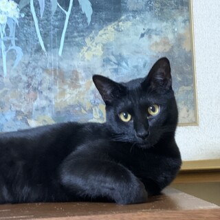 ゴロスリ黒猫ボーイ