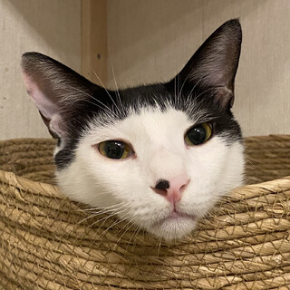 パッツンヘアー☆黒白の男の子・ガクくん5歳