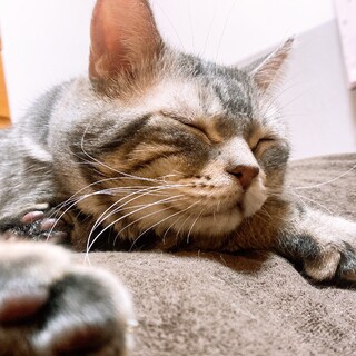 穏やかで甘えん坊アメリカンショートヘアーポスくん♂