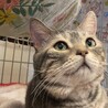 穏やかで甘えん坊アメリカンショートヘアーポスくん♂ サムネイル2