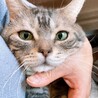 穏やかで甘えん坊アメリカンショートヘアーポスくん♂ サムネイル3