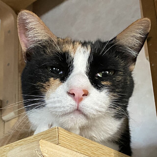 甘えんぼなくるくるしっぽのミケ女＊4歳