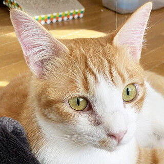 やんちゃで甘えん坊な男の子＊オレオ・5歳