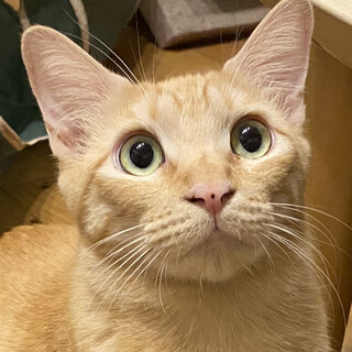 甘えん坊なクリーム茶トラの女の子＊チャイ・5歳