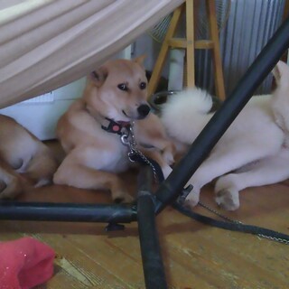 家族になってくれる方大募集！