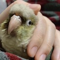 ウロコインコ