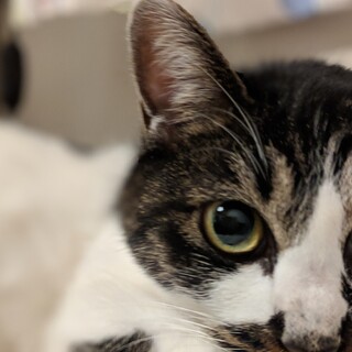 甘えん坊な8歳のメス猫(*^ω^*)