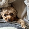 あぴこさん