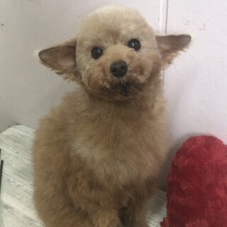 プードル男の子　約8歳