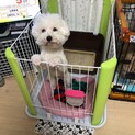 里親募集します。