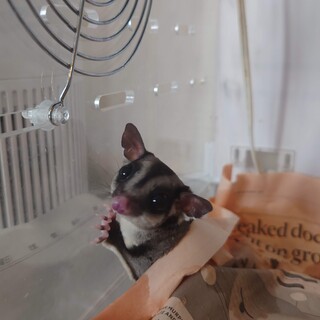 【交渉中】フクロモモンガノーマル　元気な男の子です