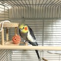 オカメインコ  ノーマル　オス