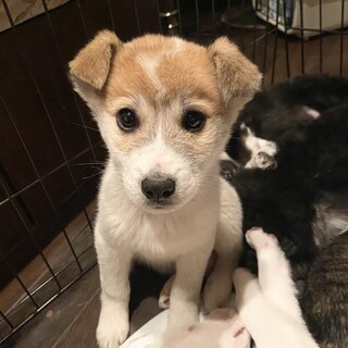 ちょんぼり君　2ヶ月半　お見合い可能です！