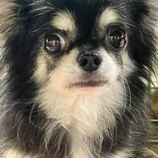 22-W41 お利口チワワさん♪