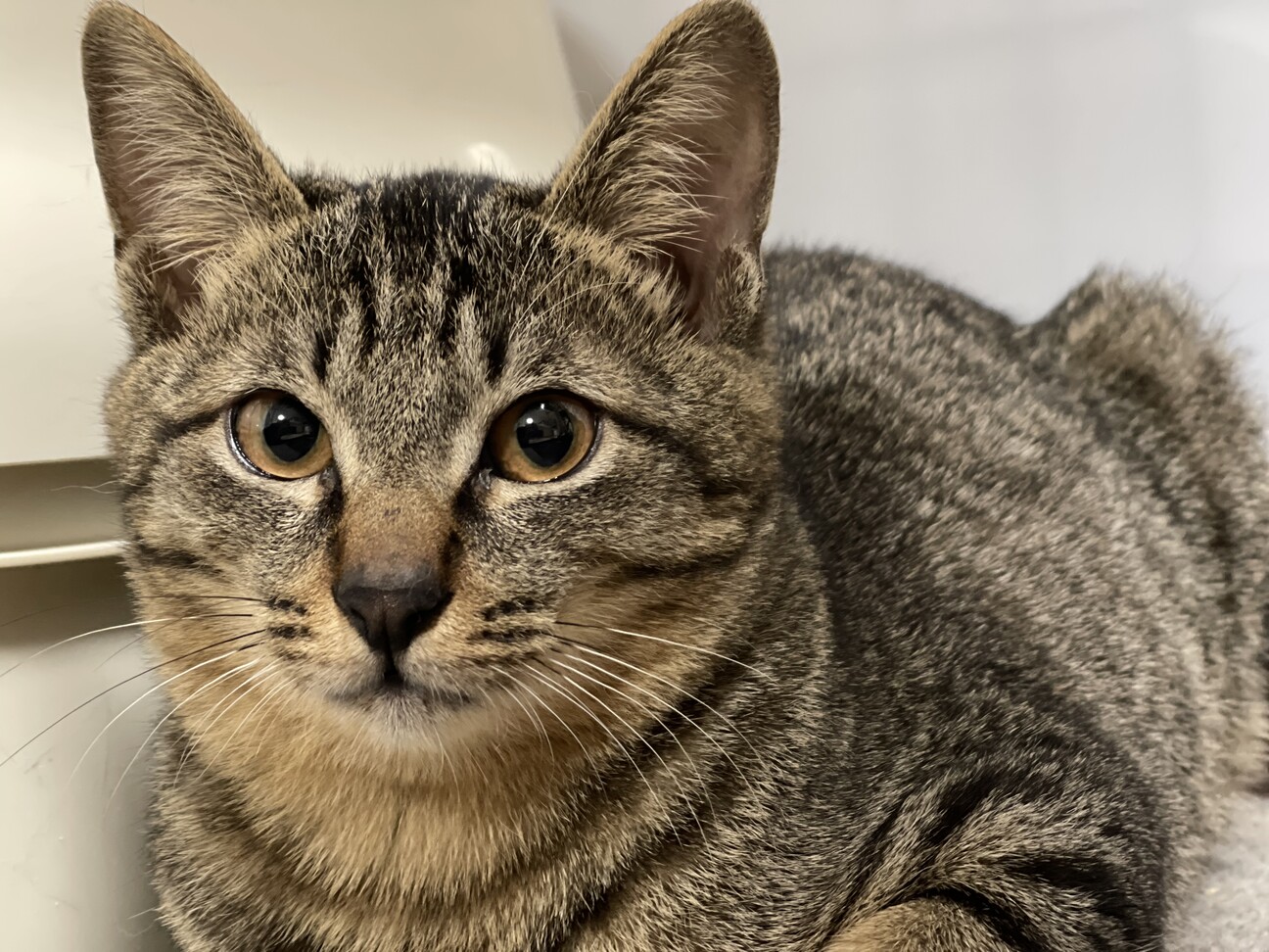 ⭐︎睦月ページ⭐︎のびねこ8種 ⭐︎睦月様専用ページ⭐︎のびねこ8種 キャラクターグッズ