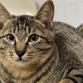 子猫オス（８ヶ月）ビビリだけどやんちゃなキジ猫