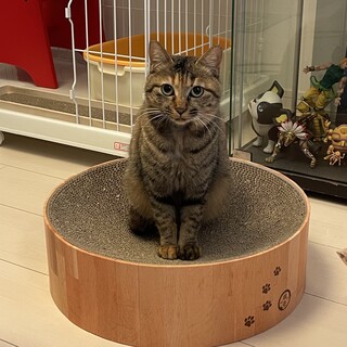 奄美から来た控えめで小柄な麦わらサビ娘