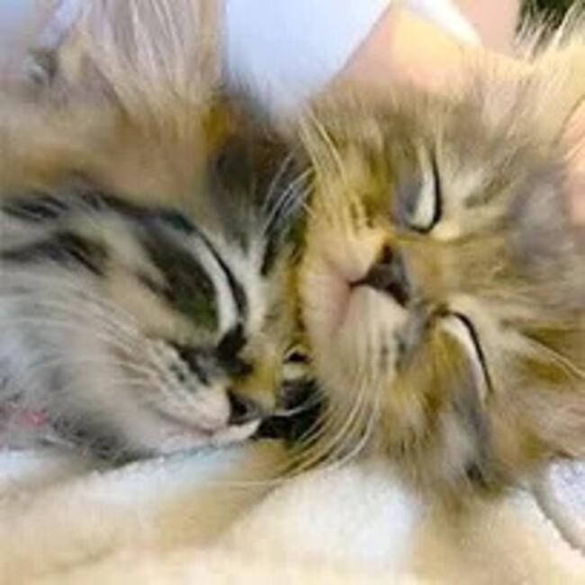 海老名　のら猫を増やさない会（えびねこの会）1のカバー写真