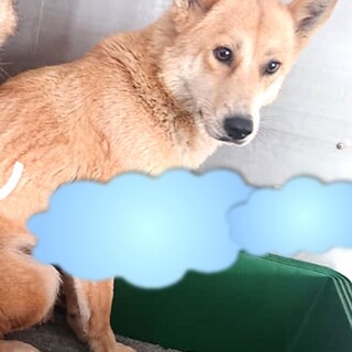 収容房②野犬女子ヨッコちゃん＊薄茶