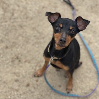 つぶらな瞳、優しくてお散歩上手なローズちゃん♪