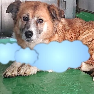 【感謝】繋がります！野犬女子マミーちゃん＊茶色