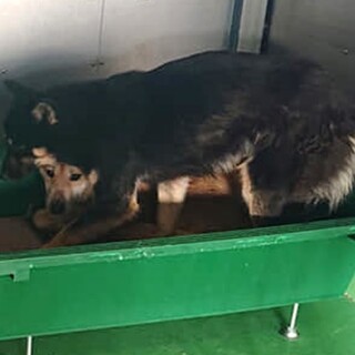 収容房③野犬男子くろっち君＊黒色