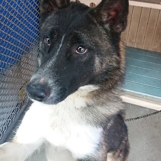 【感謝】繋がりました！条件付き譲渡＊シュウ君