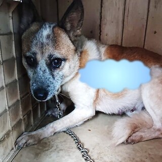 【感謝】繋がります！チャシーちゃん